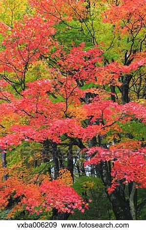Autumn leaves, Nagano Prefecture, Japan View Large Photo Image Stock Photo - Autumn leaves, Nagano Prefecture, Japan. Fotosearch