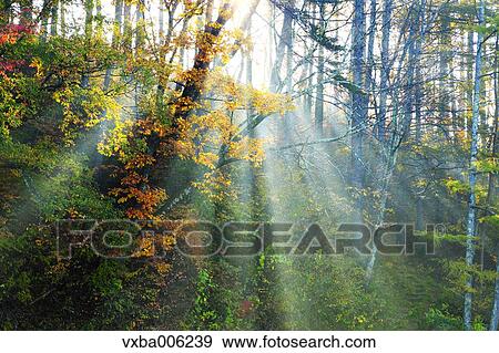 Autumn leaves, Nagano Prefecture, Japan View Large Photo Image Stock Photo - Autumn leaves, Nagano Prefecture, Japan. Fotosearch
