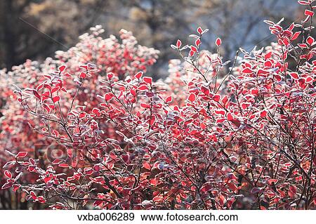 Autumn leaves, Nagano Prefecture, Japan View Large Photo Image Stock Photo - Autumn leaves, Nagano Prefecture, Japan. Fotosearch
