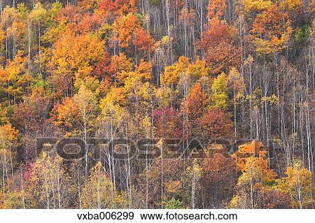 Stock Photo - Autumn leaves, Nagano Prefecture, Japan. Fotosearch