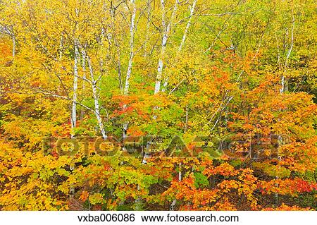 Autumn leaves, Nagano Prefecture, Japan View Large Photo Image Stock Photograph - Autumn leaves, Nagano Prefecture, Japan. Fotosearch
