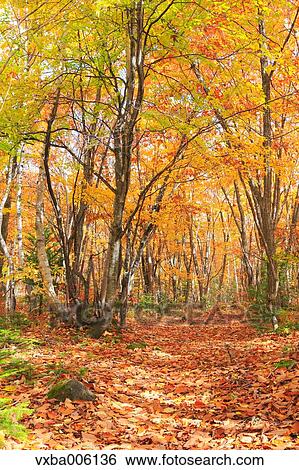 Stock Photograph - Autumn leaves, Nagano Prefecture, Japan. Fotosearch