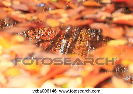 Autumn leaves, Nagano Prefecture, Japan View Large Photo Image Stock Photograph - Autumn leaves, Nagano Prefecture, Japan. Fotosearch