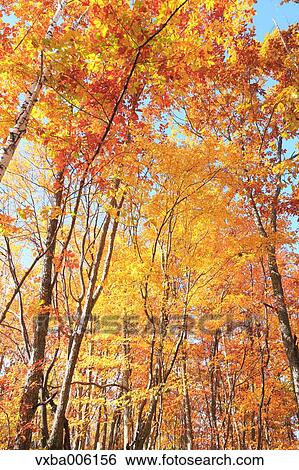 Stock Photograph - Autumn leaves, Nagano Prefecture, Japan. Fotosearch