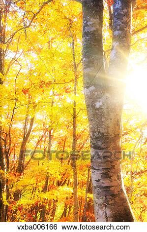 Autumn leaves, Nagano Prefecture, Japan View Large Photo Image Stock Photograph - Autumn leaves, Nagano Prefecture, Japan. Fotosearch