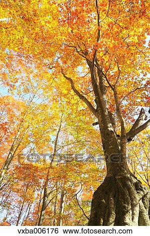 Autumn leaves, Nagano Prefecture, Japan View Large Photo Image Stock Photograph - Autumn leaves, Nagano Prefecture, Japan. Fotosearch