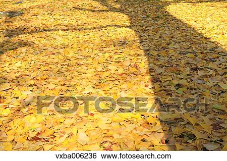 Autumn leaves, Nagano Prefecture, Japan View Large Photo Image Stock Photograph - Autumn leaves, Nagano Prefecture, Japan. Fotosearch