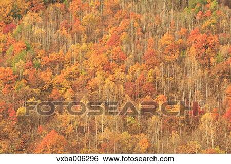 Autumn leaves, Nagano Prefecture, Japan View Large Photo Image Stock Photograph - Autumn leaves, Nagano Prefecture, Japan. Fotosearch