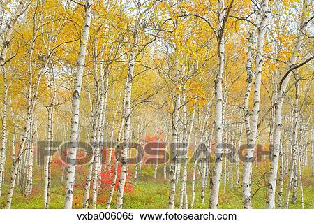 Stock Photography - Autumn leaves, Nagano Prefecture, Japan. Fotosearch