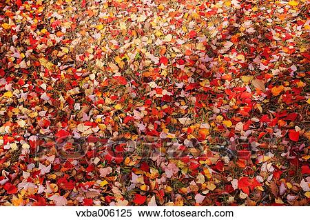 Stock Photography - Autumn leaves, Nagano Prefecture, Japan. Fotosearch
