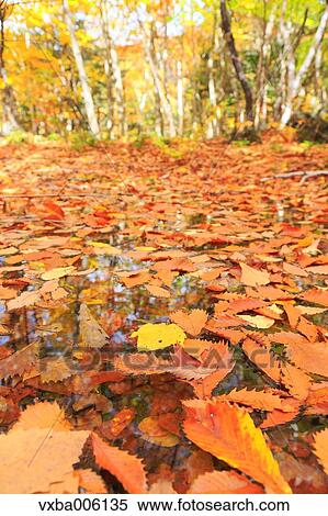Autumn leaves, Nagano Prefecture, Japan View Large Photo Image Stock Photography - Autumn leaves, Nagano Prefecture, Japan. Fotosearch