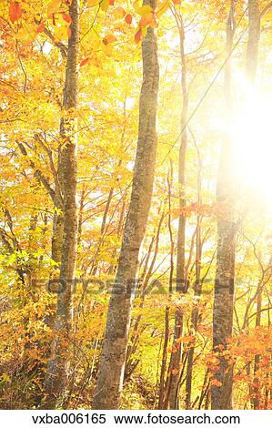 Autumn leaves, Nagano Prefecture, Japan View Large Photo Image Stock Photography - Autumn leaves, Nagano Prefecture, Japan. Fotosearch