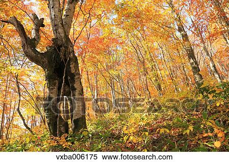 Stock Photography - Autumn leaves, Nagano Prefecture, Japan. Fotosearch