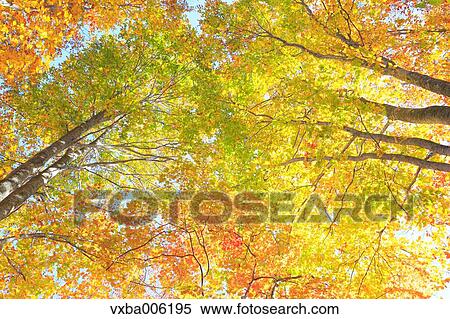 Autumn leaves, Nagano Prefecture, Japan View Large Photo Image Stock Photography - Autumn leaves, Nagano Prefecture, Japan. Fotosearch