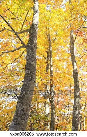 Autumn leaves, Nagano Prefecture, Japan View Large Photo Image Stock Photography - Autumn leaves, Nagano Prefecture, Japan. Fotosearch