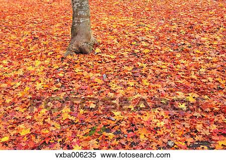 Autumn leaves, Nagano Prefecture, Japan View Large Photo Image Stock Photography - Autumn leaves, Nagano Prefecture, Japan. Fotosearch
