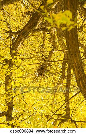 Autumn leaves View Large Photo Image Picture - Autumn leaves. Fotosearch