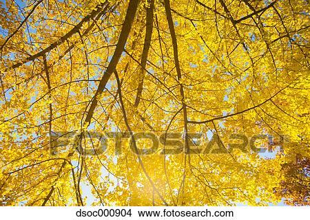 Autumn leaves View Large Photo Image Picture - Autumn leaves. Fotosearch