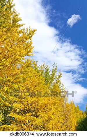 Picture - Autumn leaves. Fotosearch