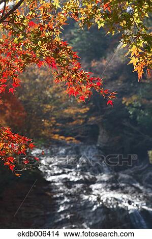 Autumn leaves View Large Photo Image Picture - Autumn leaves. Fotosearch