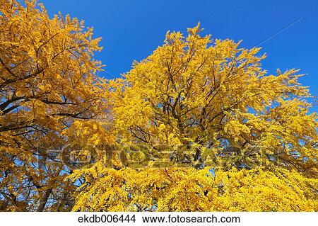 Autumn leaves View Large Photo Image Picture - Autumn leaves. Fotosearch