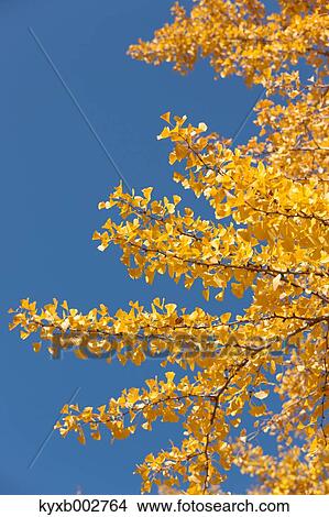 Autumn leaves View Large Photo Image Picture - Autumn leaves. Fotosearch