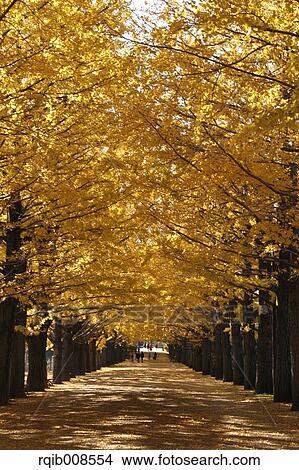 Autumn leaves View Large Photo Image Picture - Autumn leaves. Fotosearch