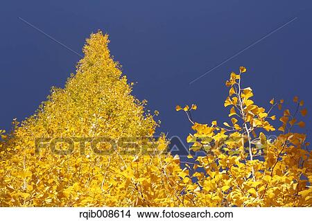 Picture - Autumn leaves. Fotosearch