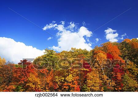 Autumn leaves View Large Photo Image Picture - Autumn leaves. Fotosearch
