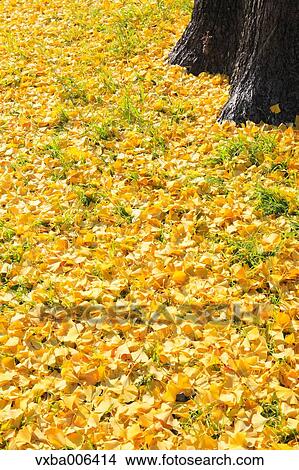 Autumn leaves View Large Photo Image Picture - Autumn leaves. Fotosearch