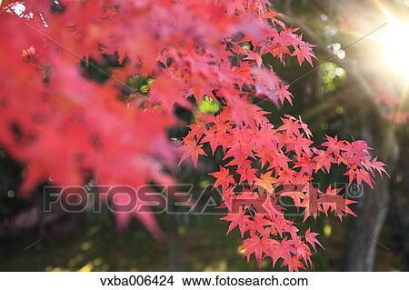 Autumn leaves View Large Photo Image Picture - Autumn leaves. Fotosearch