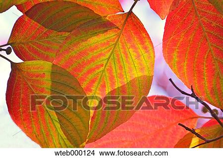 Autumn leaves View Large Photo Image Picture - Autumn leaves. Fotosearch