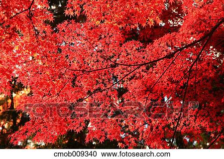 Stock Image - Autumn leaves. Fotosearch