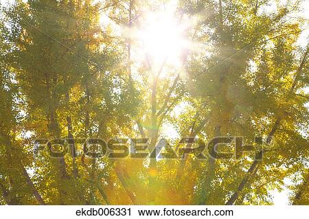 Autumn leaves View Large Photo Image Stock Image - Autumn leaves. Fotosearch