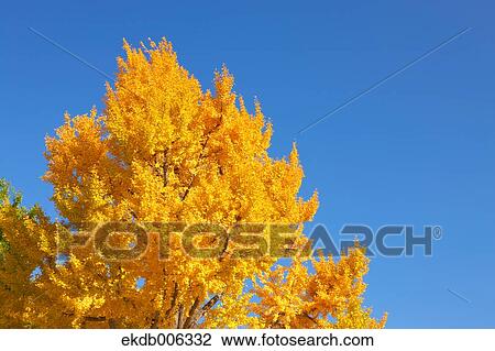 Autumn leaves View Large Photo Image Stock Image - Autumn leaves. Fotosearch