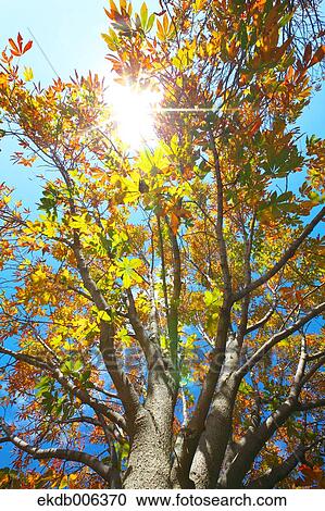 Stock Image - Autumn leaves. Fotosearch