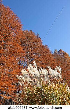 Autumn leaves View Large Photo Image Stock Image - Autumn leaves. Fotosearch