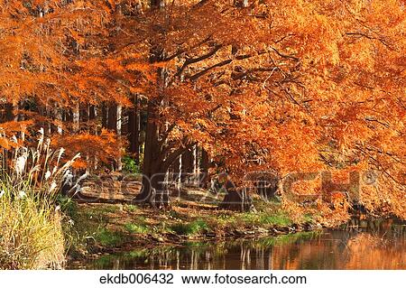 Autumn leaves View Large Photo Image Stock Image - Autumn leaves. Fotosearch