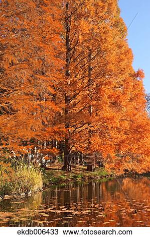 Autumn leaves View Large Photo Image Stock Image - Autumn leaves. Fotosearch