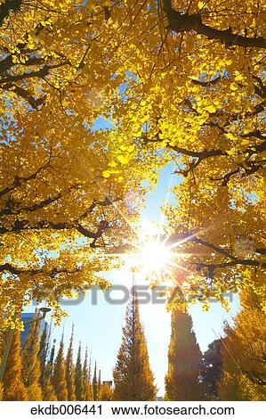 Autumn leaves View Large Photo Image Stock Image - Autumn leaves. Fotosearch