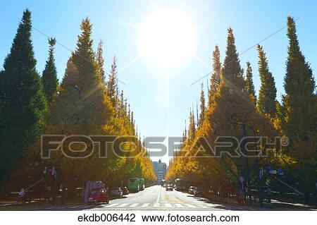 Autumn leaves View Large Photo Image Stock Image - Autumn leaves. Fotosearch