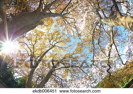 Autumn leaves View Large Photo Image Stock Image - Autumn leaves. Fotosearch
