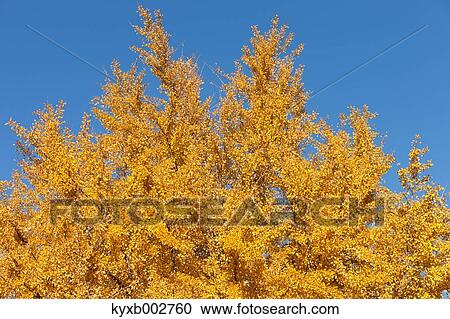 Autumn leaves View Large Photo Image Stock Image - Autumn leaves. Fotosearch