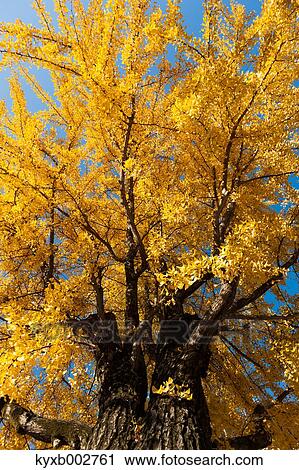 Autumn leaves View Large Photo Image Stock Image - Autumn leaves. Fotosearch