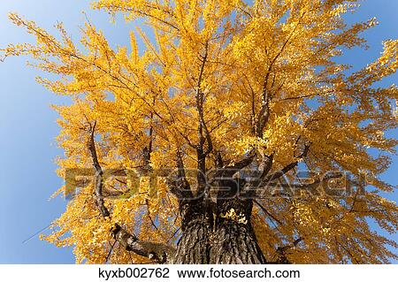Stock Image - Autumn leaves. Fotosearch