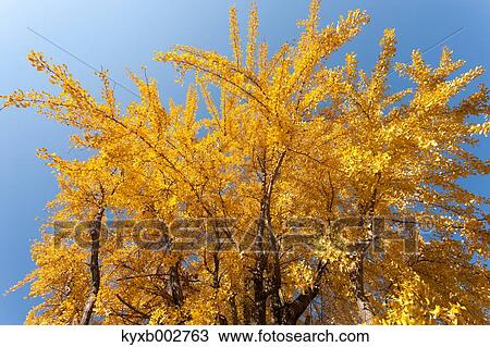 Stock Image - Autumn leaves. Fotosearch