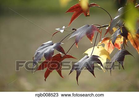 Autumn leaves View Large Photo Image Stock Image - Autumn leaves. Fotosearch