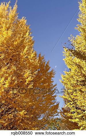 Autumn leaves View Large Photo Image Stock Image - Autumn leaves. Fotosearch