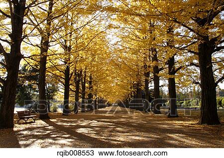 Autumn leaves View Large Photo Image Stock Image - Autumn leaves. Fotosearch