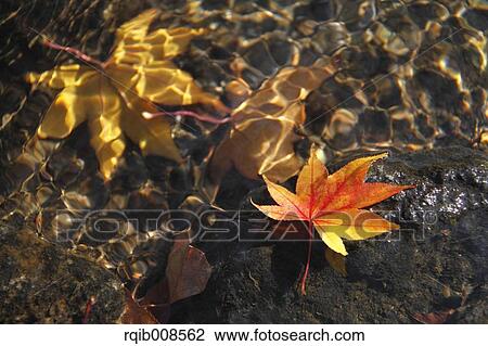 Stock Image - Autumn leaves. Fotosearch
